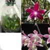 Phal. speciosa Red x speciosa Rose